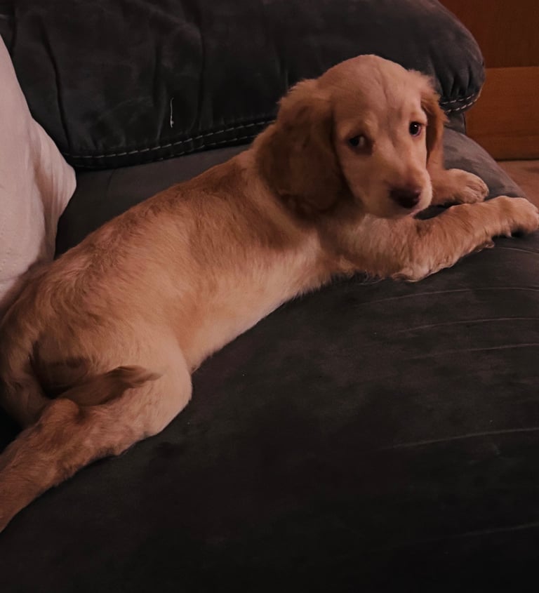 10 week old cockapoo 