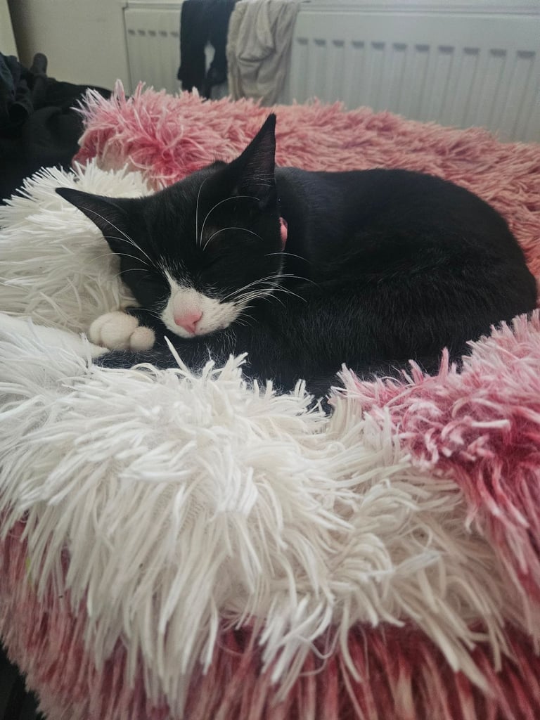 image for Cute kitten