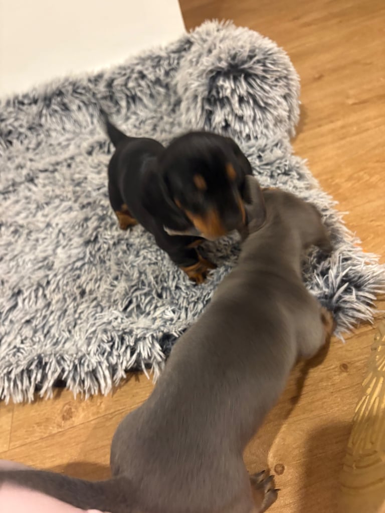 Male miniature dachshund 