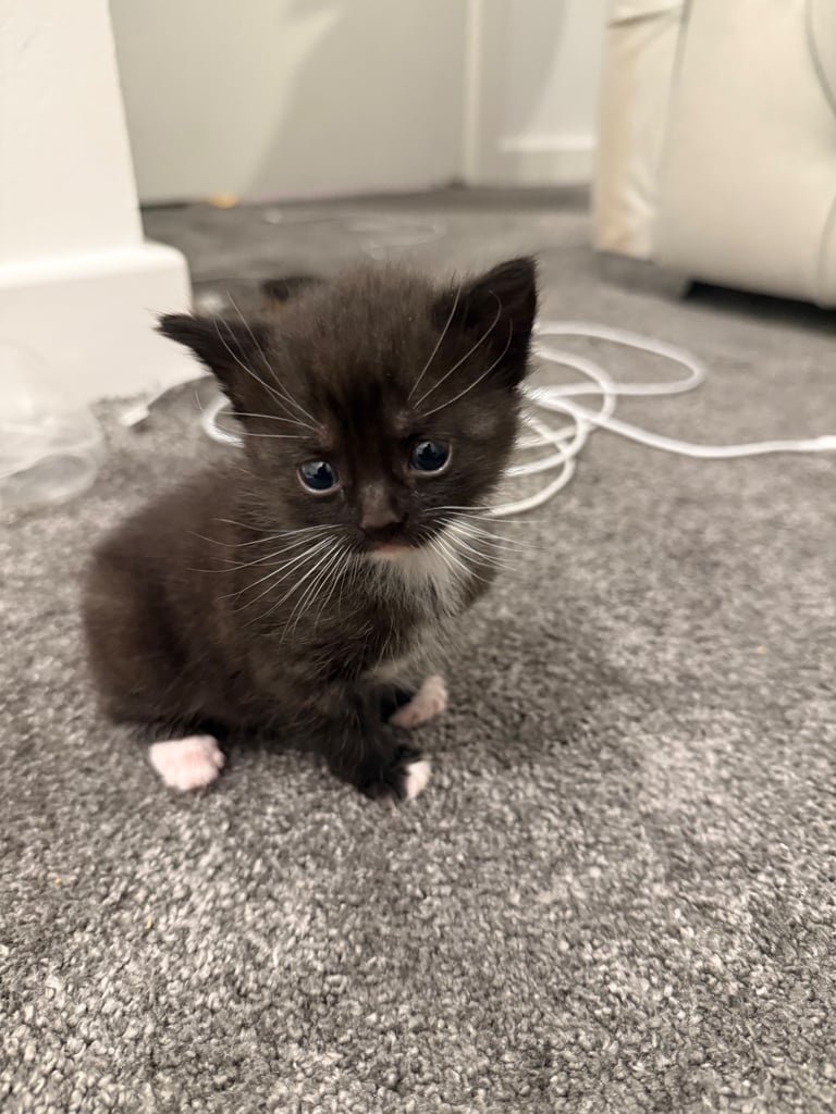 Kittens for sale £100
