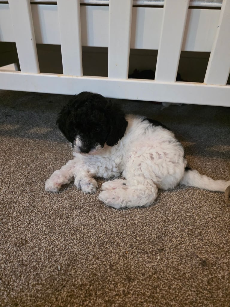 Last poodle x cockapoo