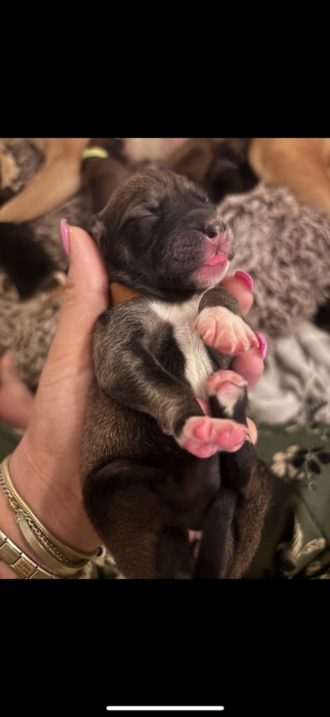 Saluki Bull Greyhound Puppies