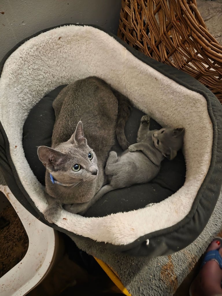 RB kittens, 3 m.o. , N.London 