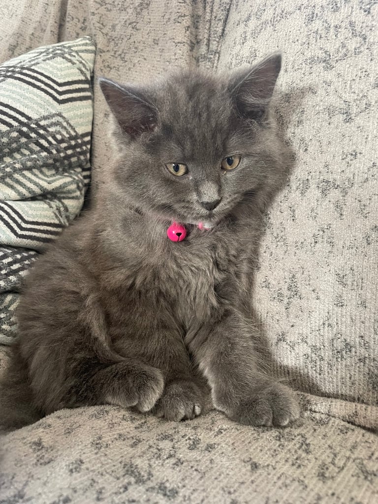 Female Russian long haired kitten 4 months old 
