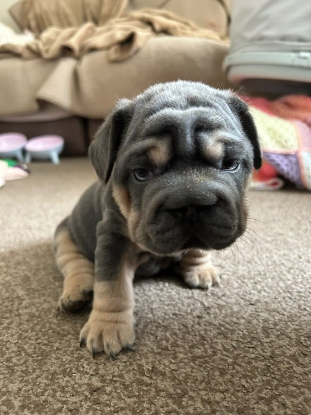Only 3 boys left, 5 ⭐️ French bulldogs carrying fluffy 😍