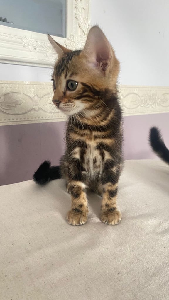 image for 🐾 Gorgeous Marble Bengal Kittens! 🐆✨
