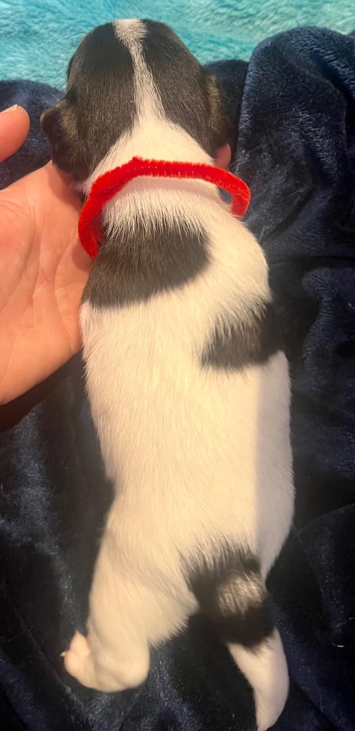 First litter of 7 Jack Russel puppies