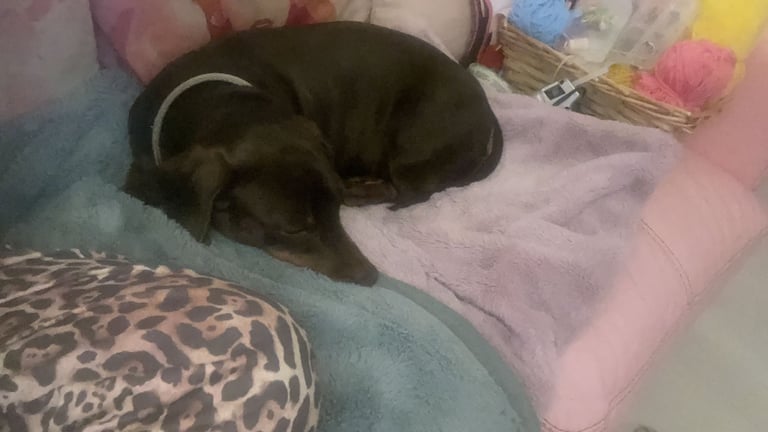 19 month old female chocolate sausage dog /dacsund 