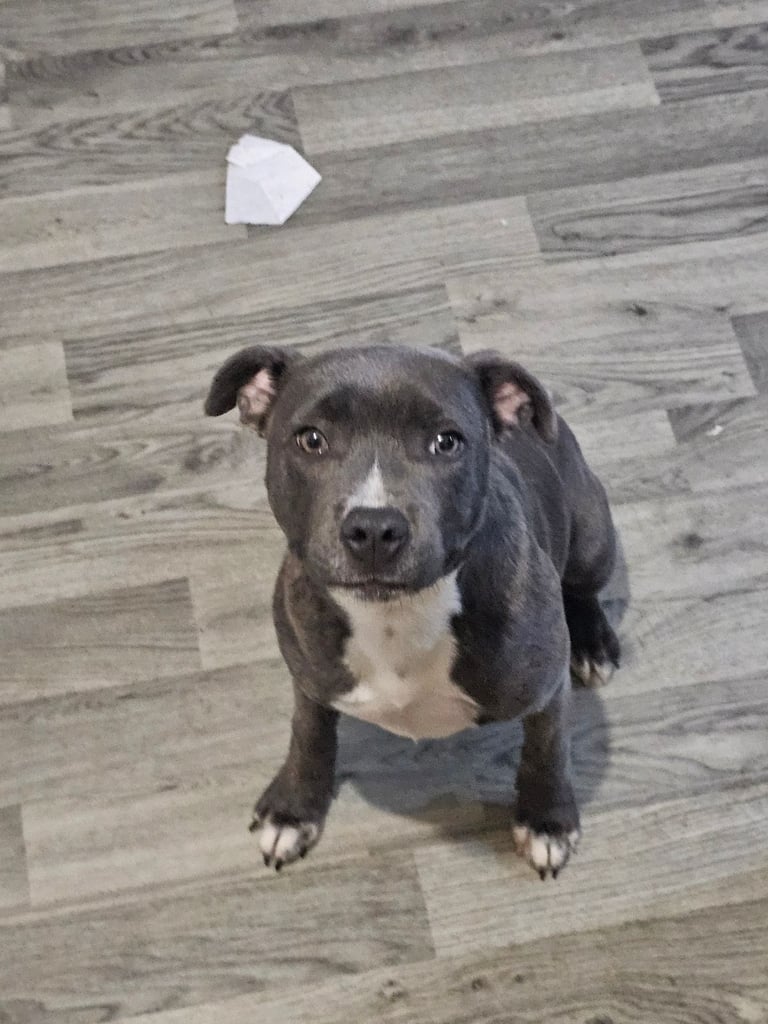 image for  staffordshire bull terrier blue brindle female 