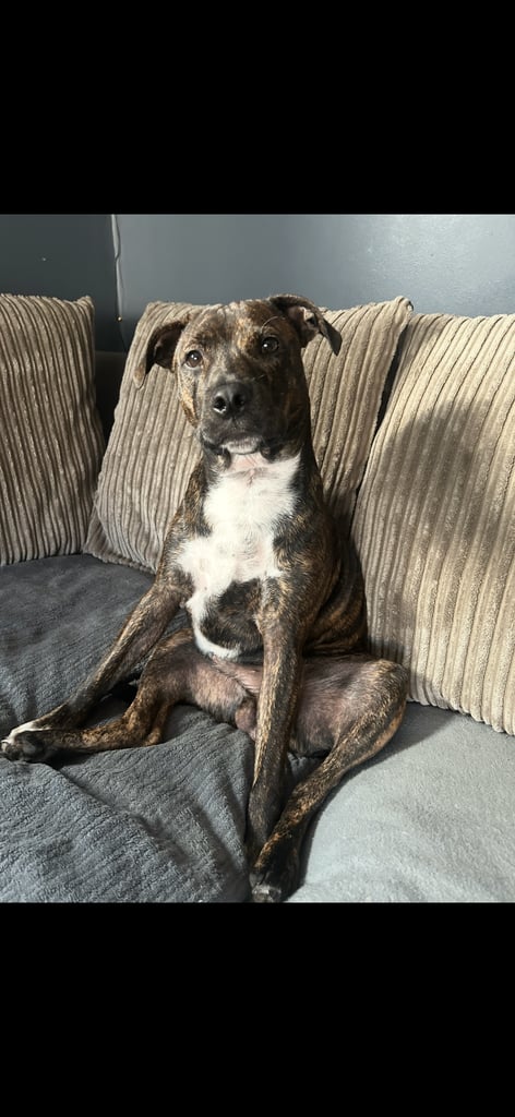 image for 8 month-puppy-staff cross-male