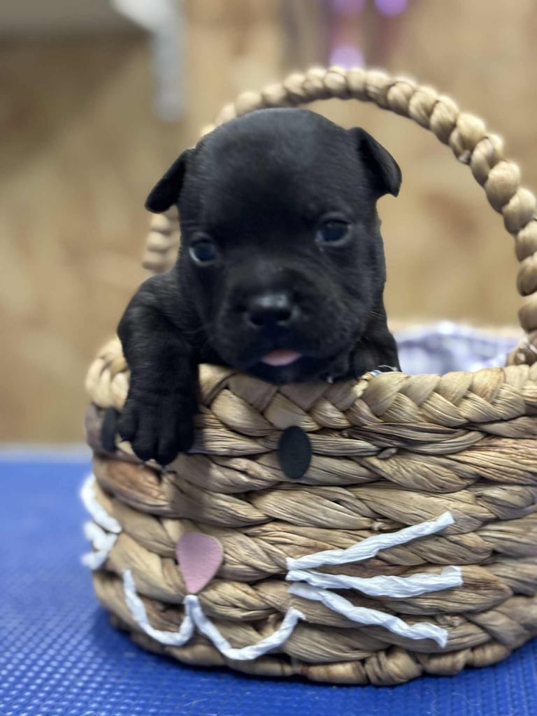 Staffordshire Bull Terrier Pups