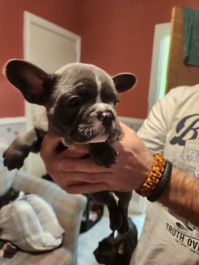 French Bulldog Puppies