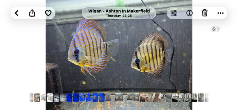 Discus Fish 3 years old. Good feeders. Doorstep Collection