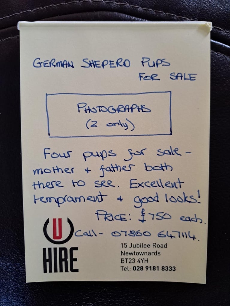 German shepherd pups 