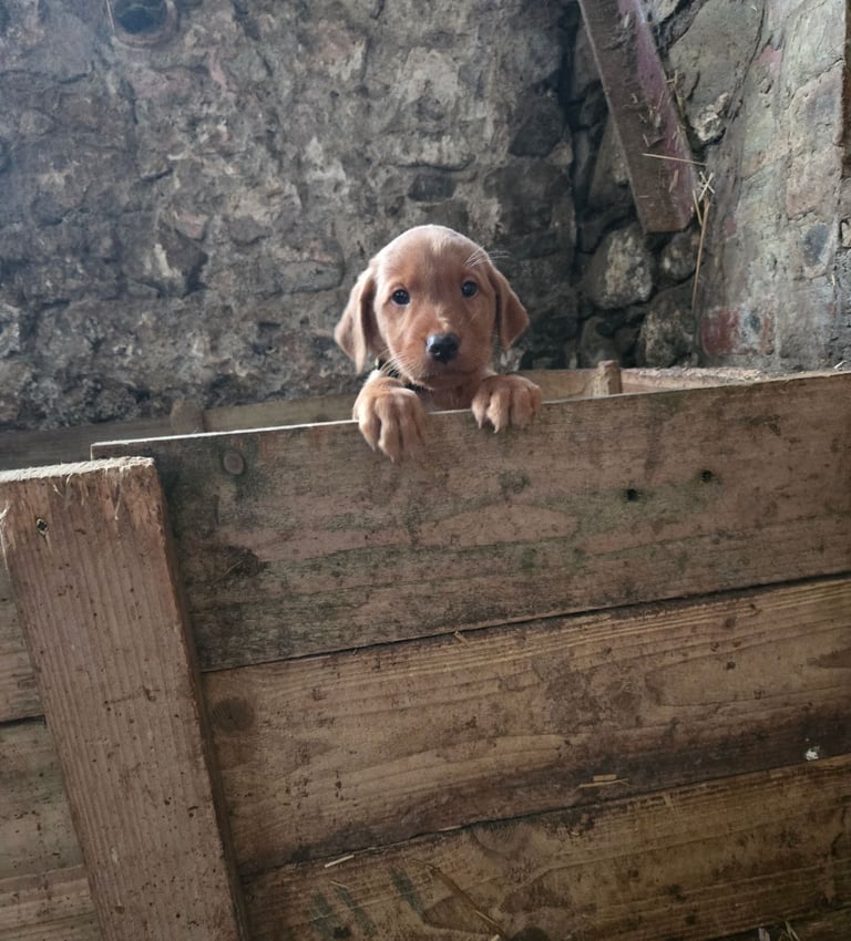 Fox Red Labrador Pups