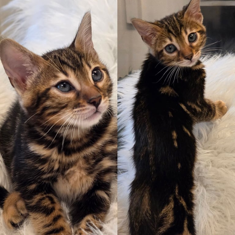 Beautiful Brown (Black) Charcoal Marbled markings