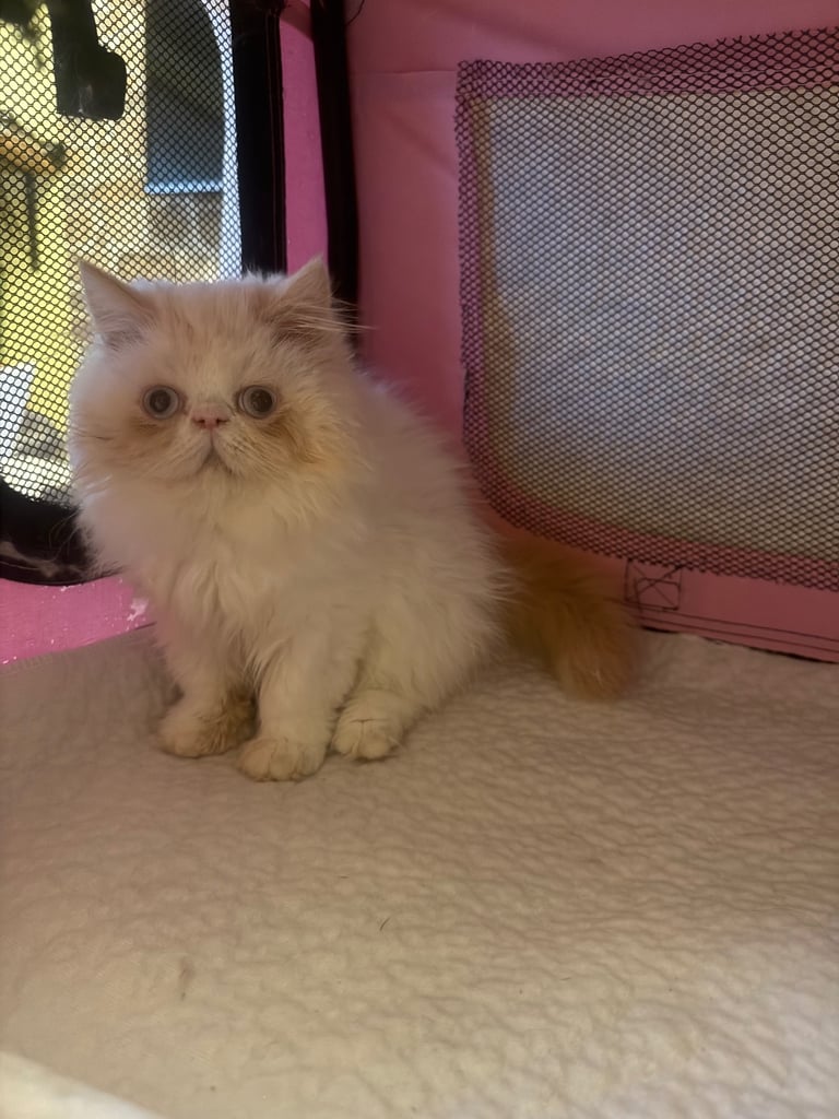 💗 Beautiful Persian Kittens 💗