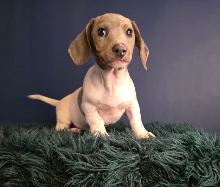 KC Registered Dachshund Puppies