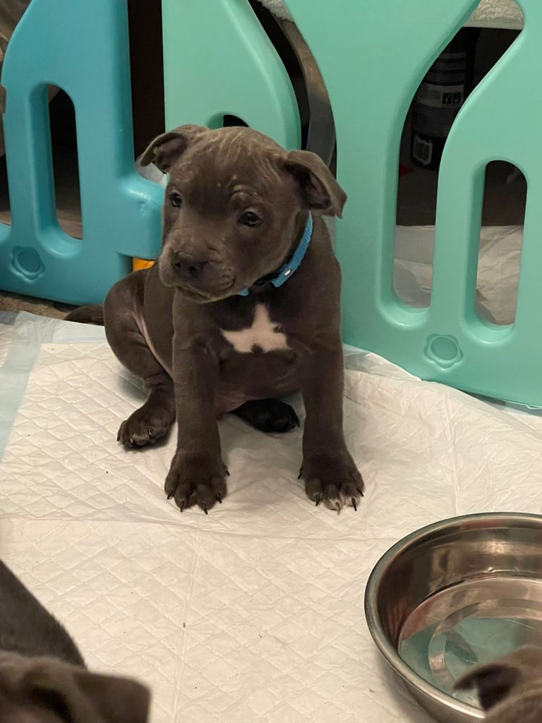 Beautiful Blue staffy puppies, KC registered ready to leave