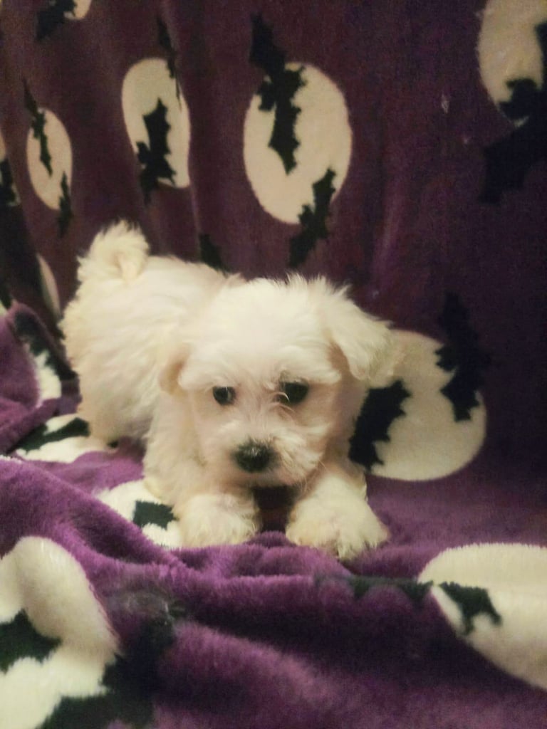 Puppy Maltese 8 weeks old ready to go now!