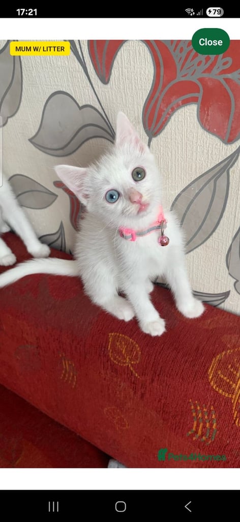 Khao manee x russian blue 