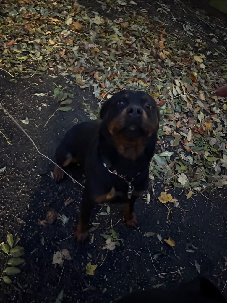 Rottweiler girl 2 year old