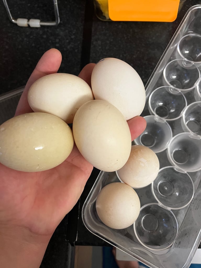 4 Ducks and 10 chickens 