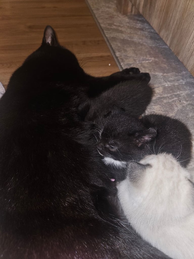 2 kittens available. 