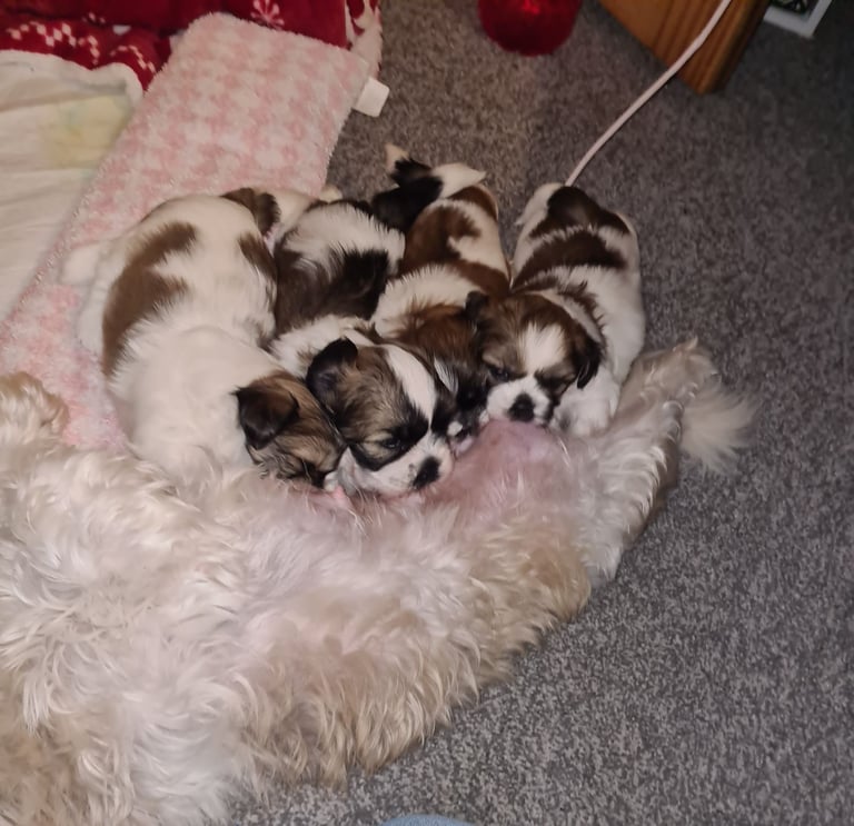 image for 2 puppies for sale.