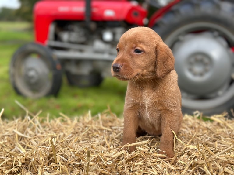 Labrador Retriever Puppies