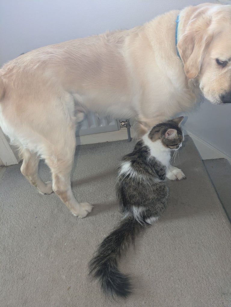Kittens for sale 