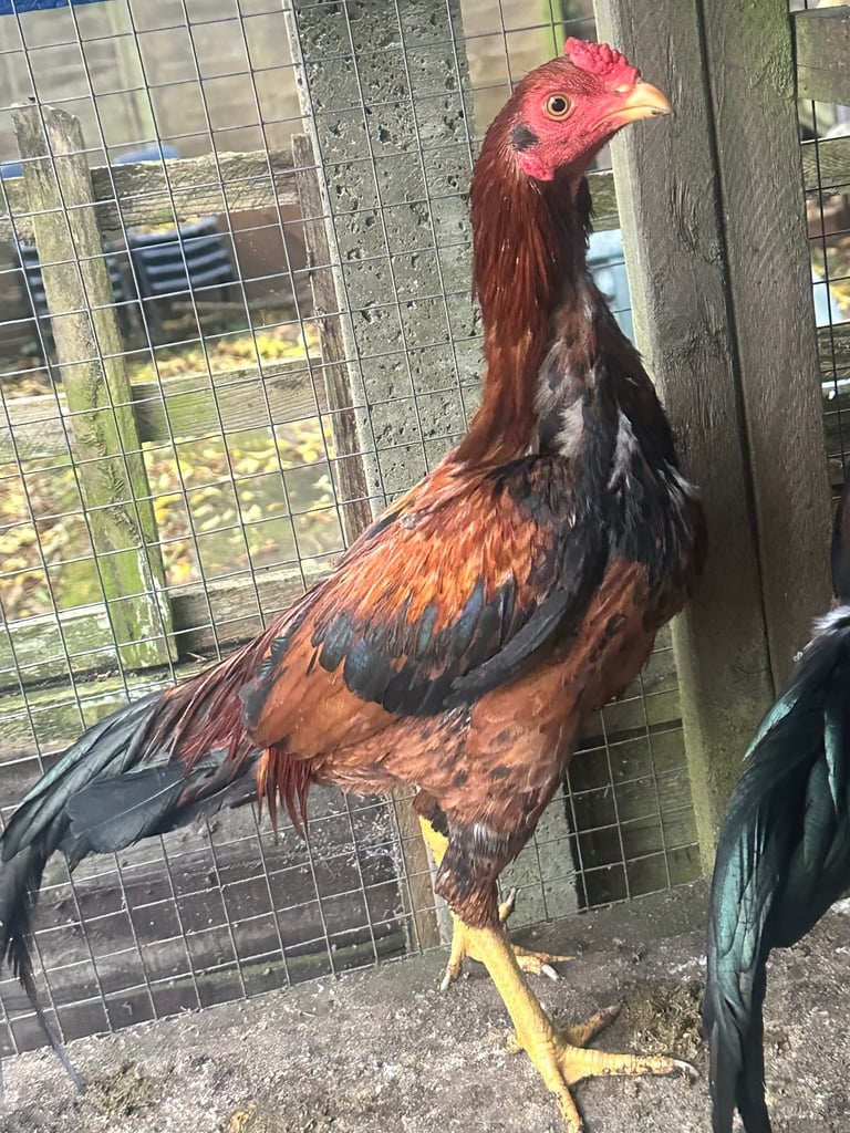 3 male top breed Aseel for sale