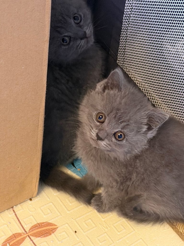 🐾 British Shorthair Kittens for Sale 🐾