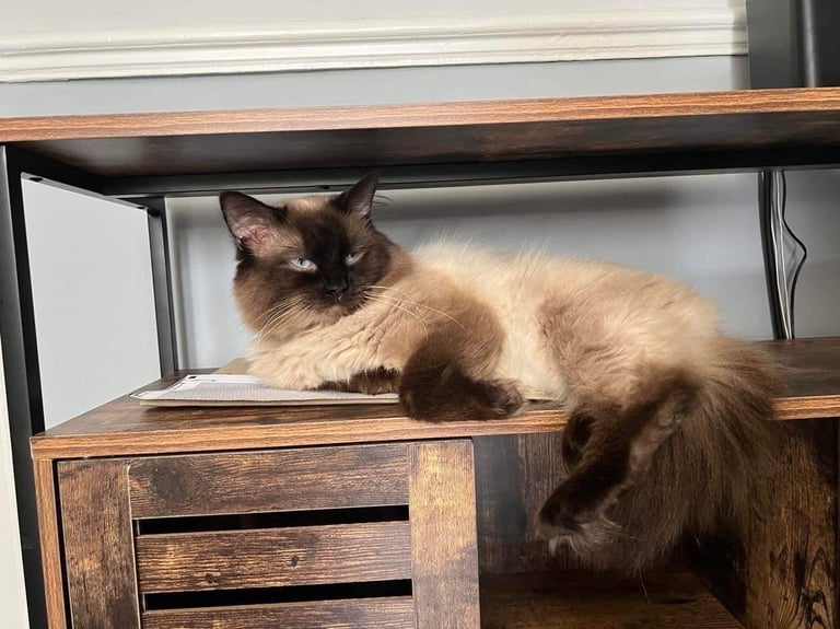 Beautiful ragdoll kittens for sale