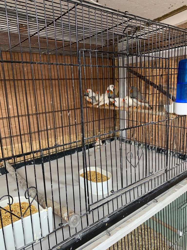 Diamond Dove £10 and Zebra Finches £5