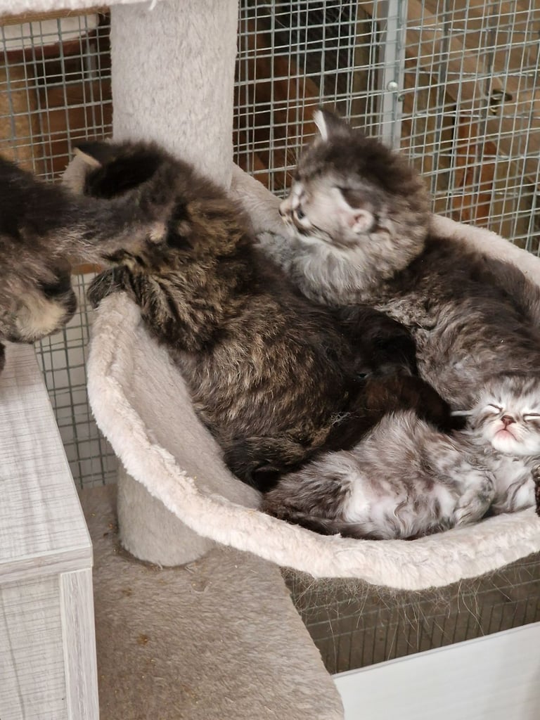 Polydactl maine coone kittens 