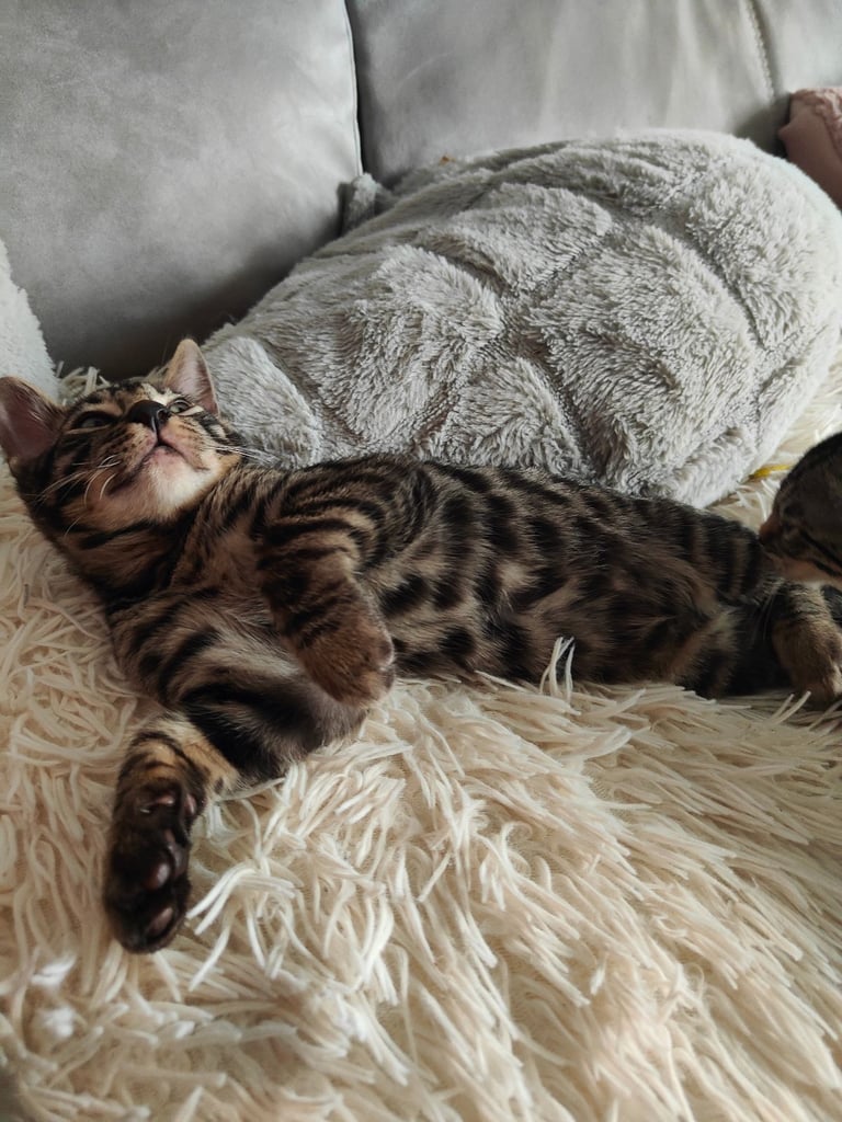 Charcoal/silver bengals