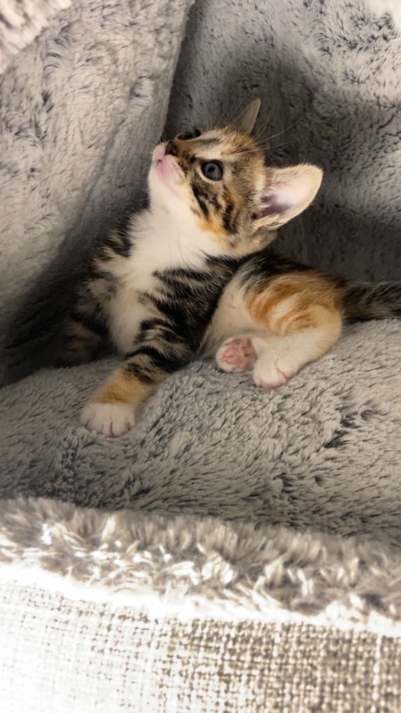 Cute calico kitten for sale ready for rehoming 🏡