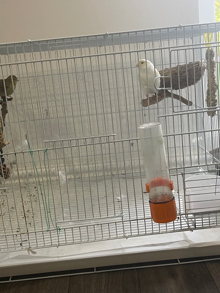image for 2 canaries comes with cage 