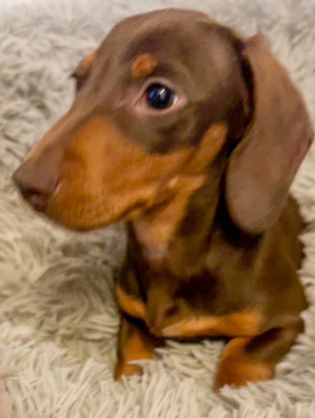 Beautiful mini dachshund puppy 