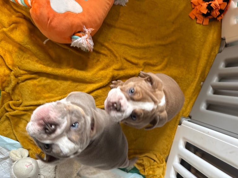 image for New English bulldog puppy 