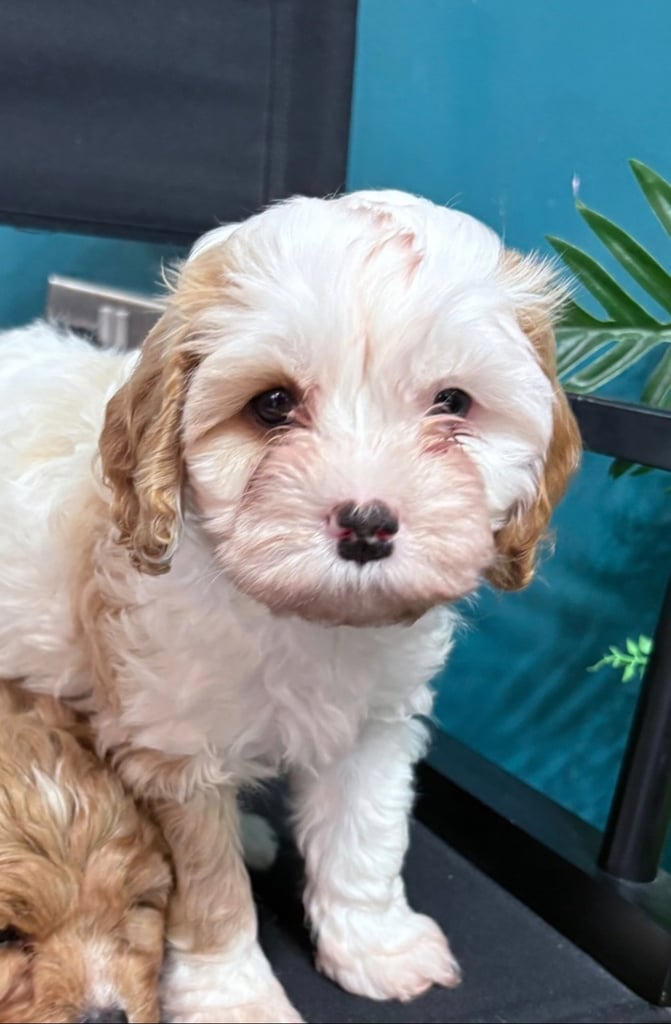 Cavapoo puppy’s 