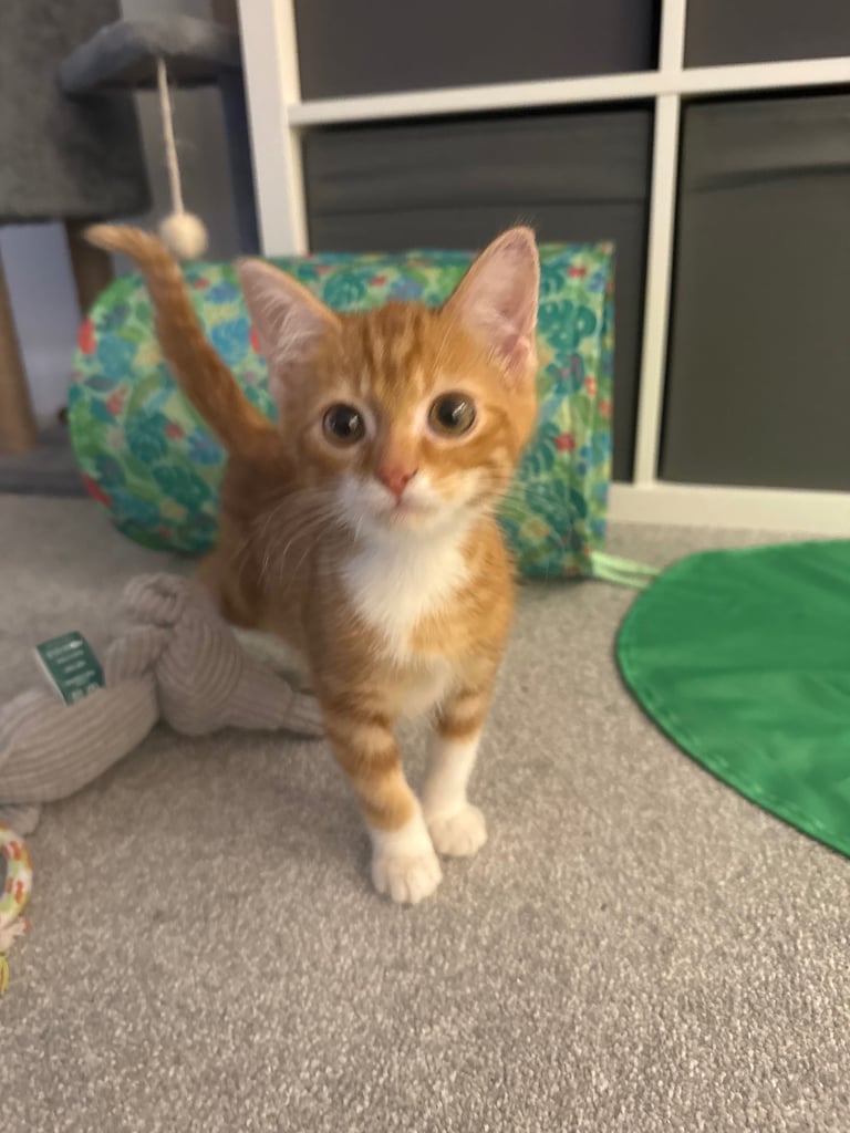 Kitten for sale