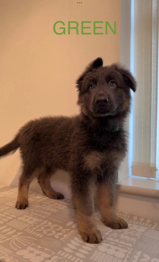 *READY* RARE BLUE/BLACK KC REG GSD PUPS 💙 🐾