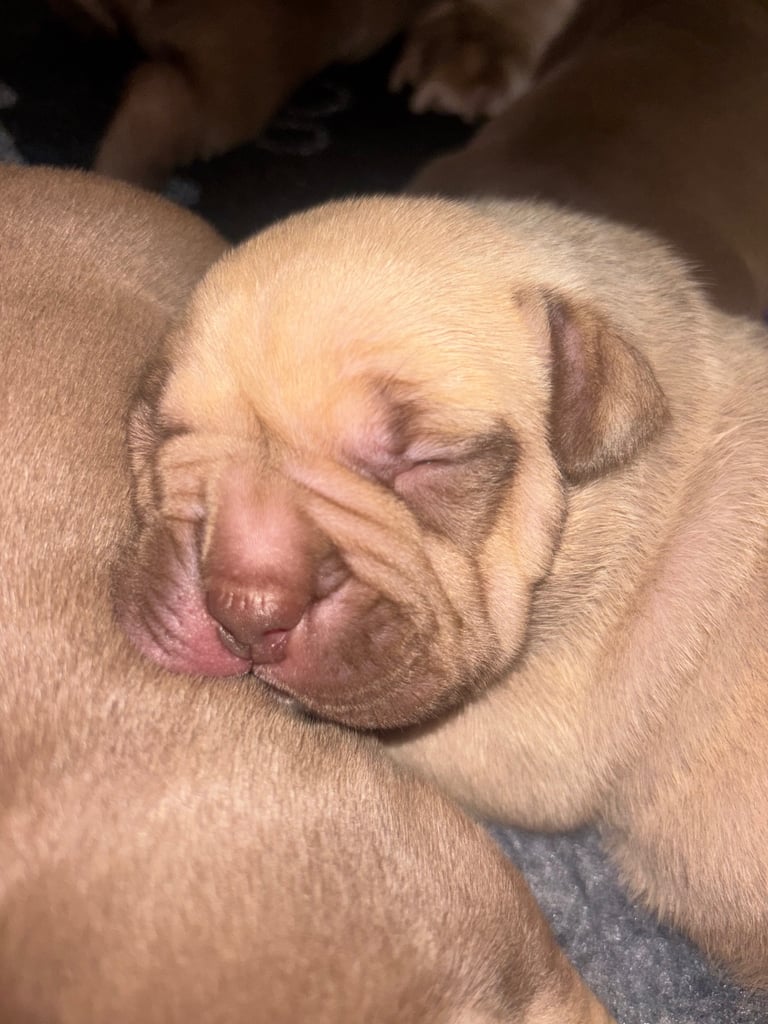 Pocket bully Puppy’s 