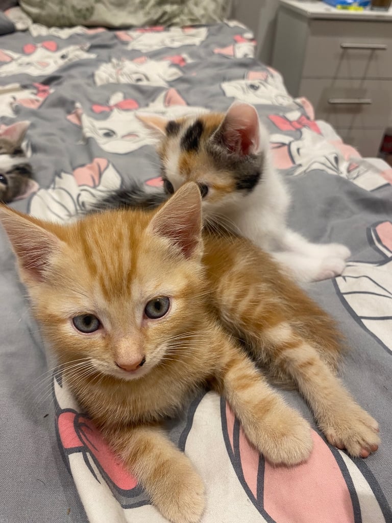 adorable kittens for sale 