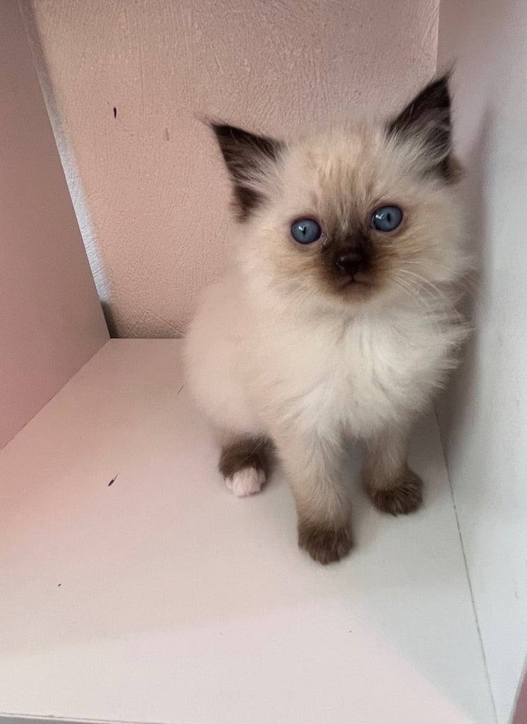 Adorable ragdoll kittens for sale ! 🐾
