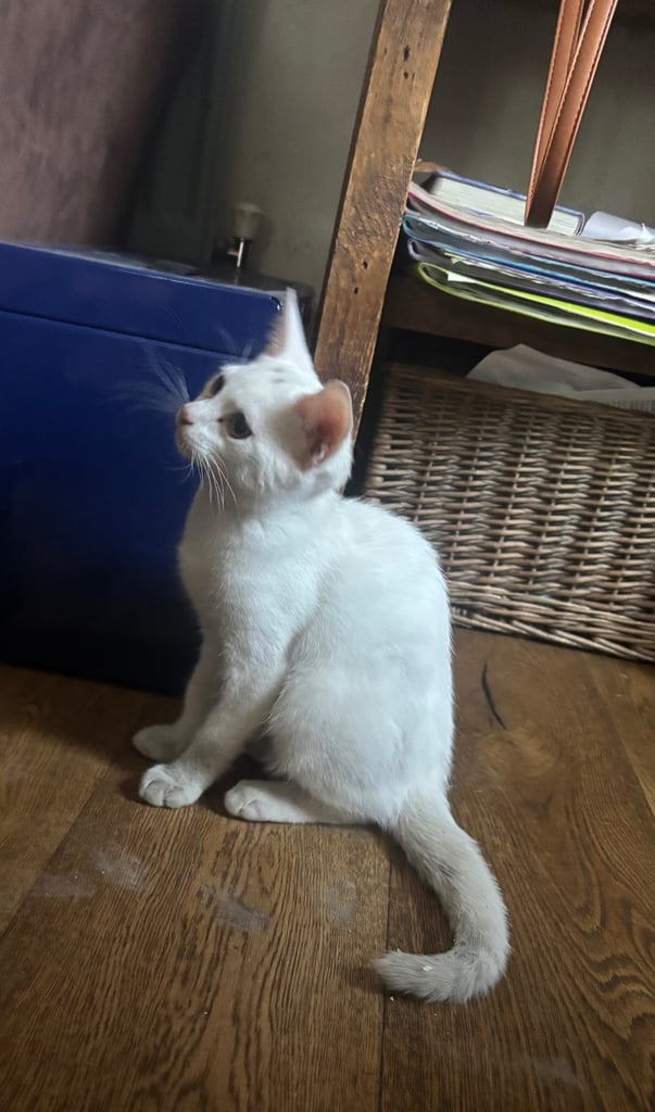 White male kitten 