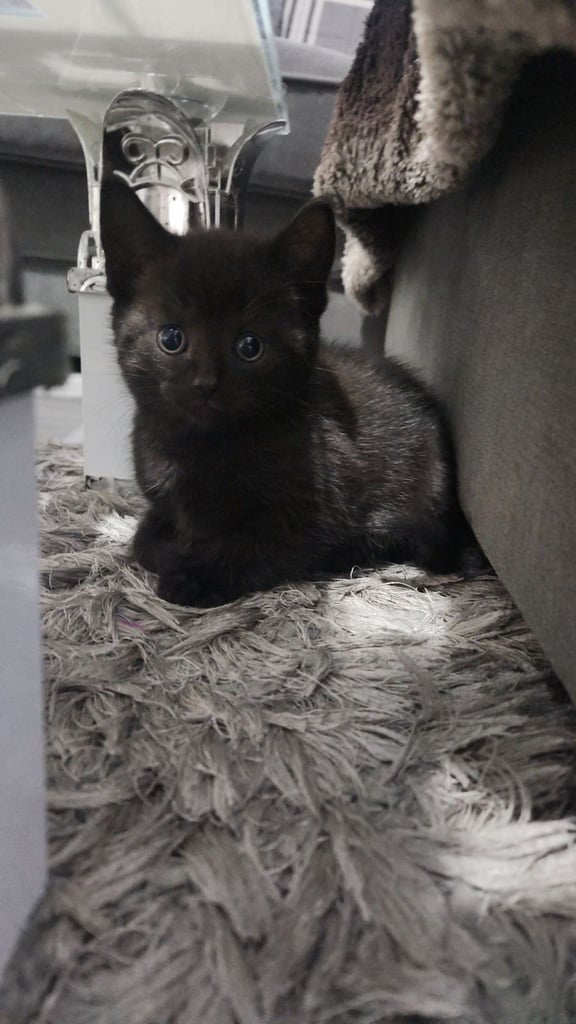 Cute chubby British shorthair kittens
