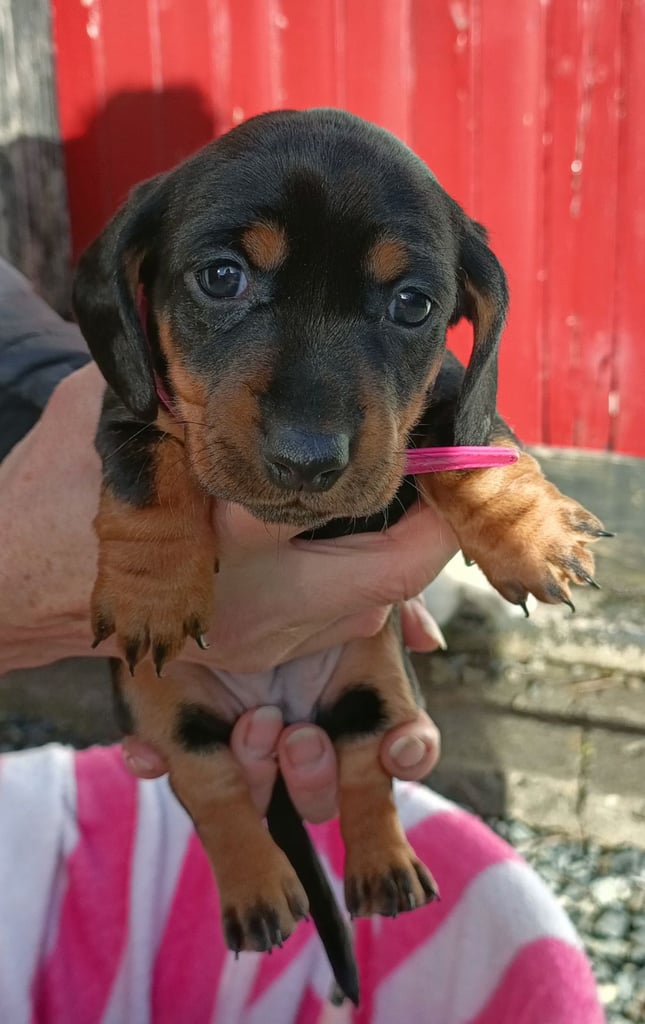 Miniature dachshund puppies 